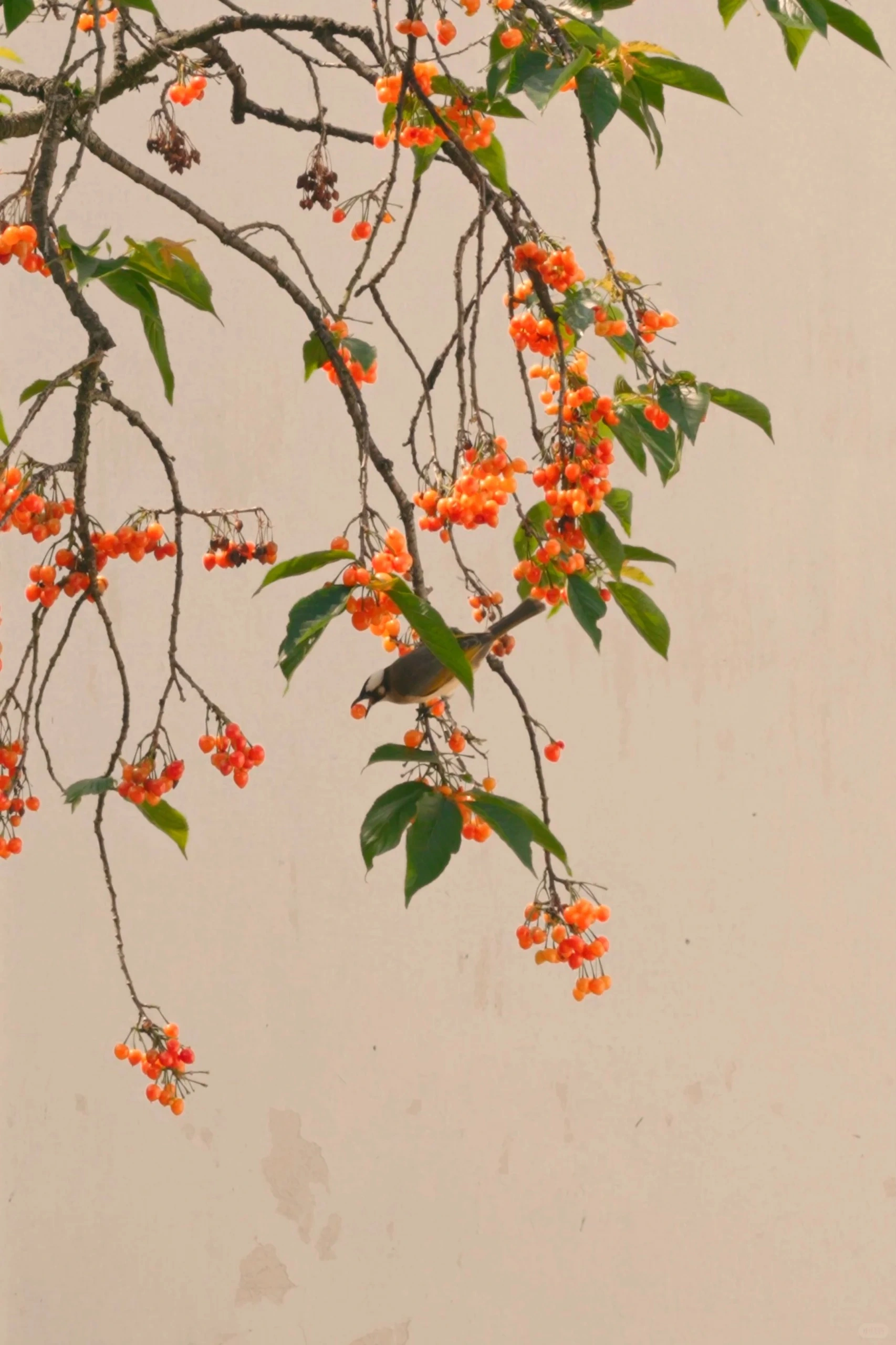 Orange berries hanging from a branch against a pale garden wall, a small bird among them